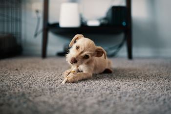 Dog friendly community!