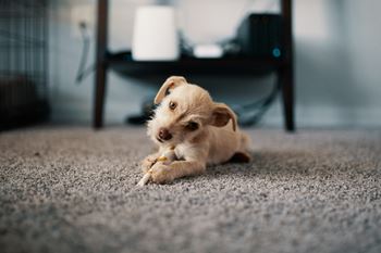 Pet friendly community!