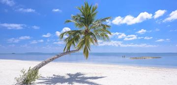 Ontario apartment for rent - A palm tree stands on a white sandy beach.