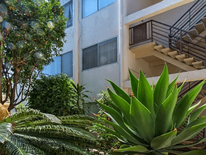 Inglewood apartment for rent - A green plant in front of a white building.