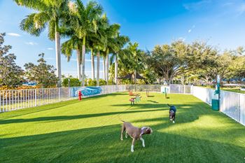 Bark park with agility activities - we love pets!*