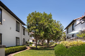 Vista apartment for rent - a tree in a yard in front of some buildings
