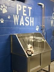 Minneapolis apartment for rent - A small dog is sitting in a pet wash station