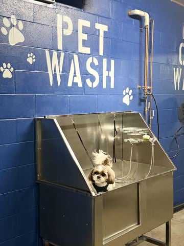 Minneapolis apartment for rent - A small dog is sitting in a pet wash machine.