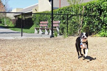 Dog park