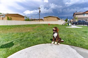 A dog sitting on a rock in a yard