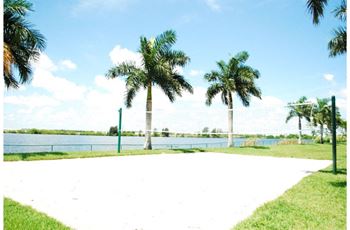 Palm trees