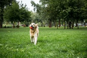 Denver apartment for rent - A dog is running with a ball in its mouth in a grassy field.