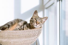 Delaware apartment for rent - a cat laying in a basket by a window
