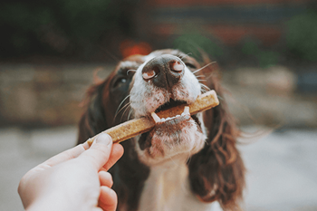 Dog treats in office daily