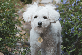 No breed restrictions