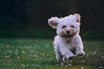 Enclosed bark park with agility course