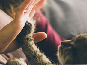 Birmingham apartment for rent - a person is petting a cat with her hand