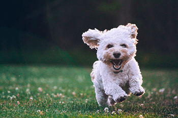 Dog park