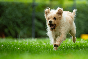 Fenced-in dog park