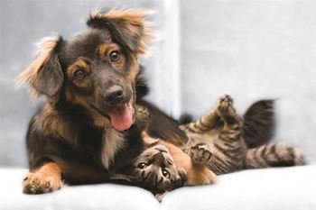 Pet-friendly community