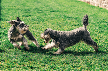Dog park
