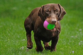 Lawn space for pets & play