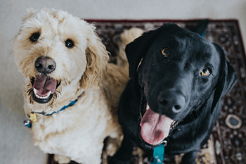 All breeds welcome