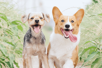 Bark park