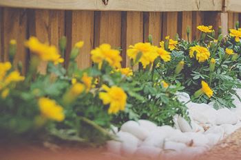 Professionally landscaped community