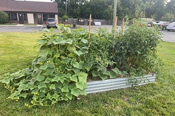 Community vegetable garden