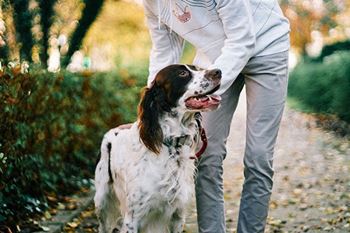 Leash free pet park