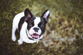 Pet-friendly