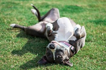 Pet friendly - no breed or weight restrictions