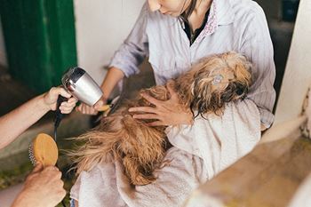 Dog wash station