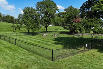 Dog park