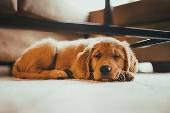 Pet friendly