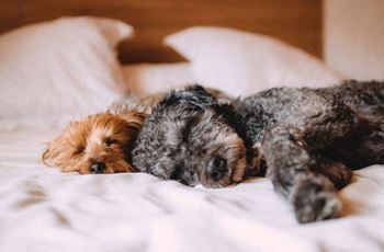 Pet friendly community