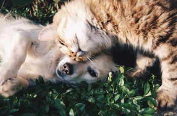 Pet-friendly communities