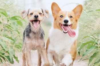 Pet friendly