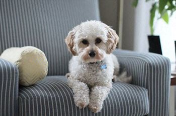 Pet-friendly community