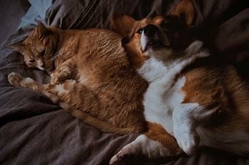 Pet friendly community