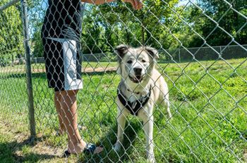 Dog park
