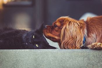 Pet-friendly policies