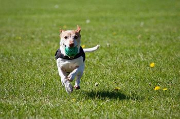 Dog park