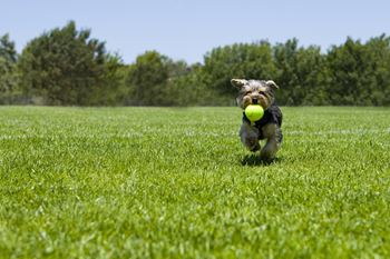 Pet-friendly community