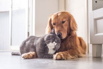A cat and a dog are sitting next to each other