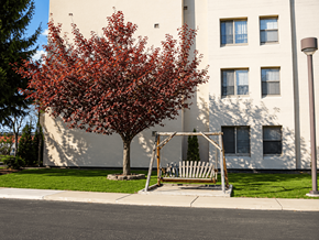 Ypsilanti apartment for rent - A tree with red leaves is in front of a white building.