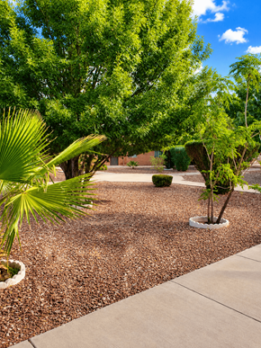 El Paso apartment for rent - A small tree is planted in a white pot.