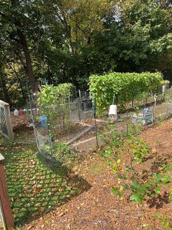 Garden patches available