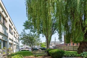 Taunton apartment for rent - A weeping willow tree is in the foreground of a sunny day.