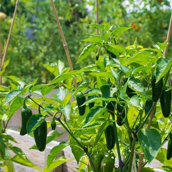 Community garden