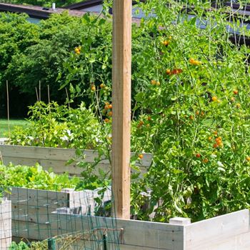 Community garden