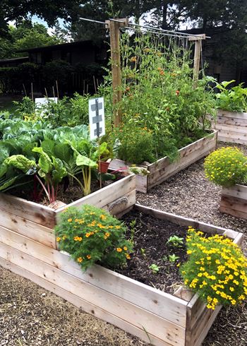 Community garden