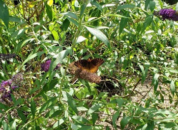 Community garden